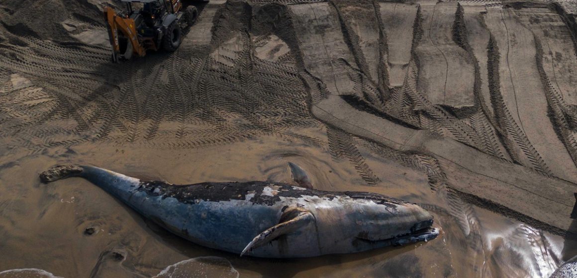 Sepultura de ballena en Playas respondió a procedimientos ambientales: Secretario de Gobierno municipal