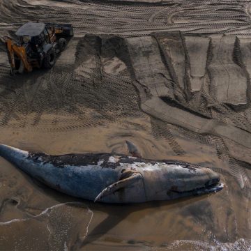 Sepultura de ballena en Playas respondió a procedimientos ambientales: Secretario de Gobierno municipal