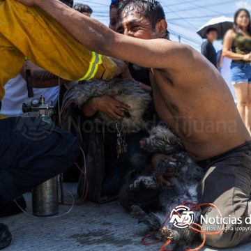 Hombre arriesga la vida para salvar a sus mascotas durante incendio en Villas del Real