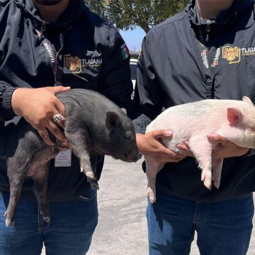 Rescatan a dos cerditos de la venta ilegal en Tijuana