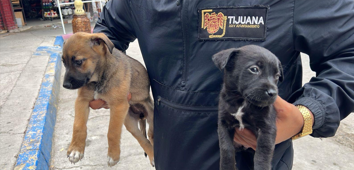 ghgf Rescatan dos cachorros de la venta ilegal en la Garita de San Ysidro