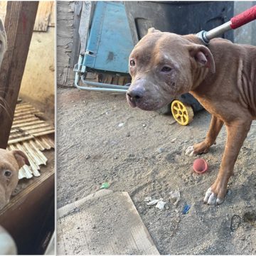 Rescatan a dos perros víctimas de maltrato en Tijuana