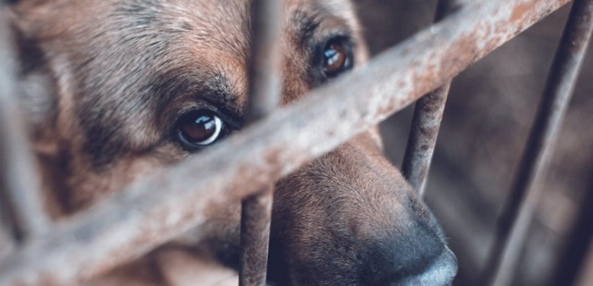 Aprueban reforma que sanciona con cárcel a dueños negligentes de animales agresores