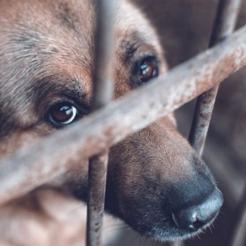 Aprueban reforma que sanciona con cárcel a dueños negligentes de animales agresores