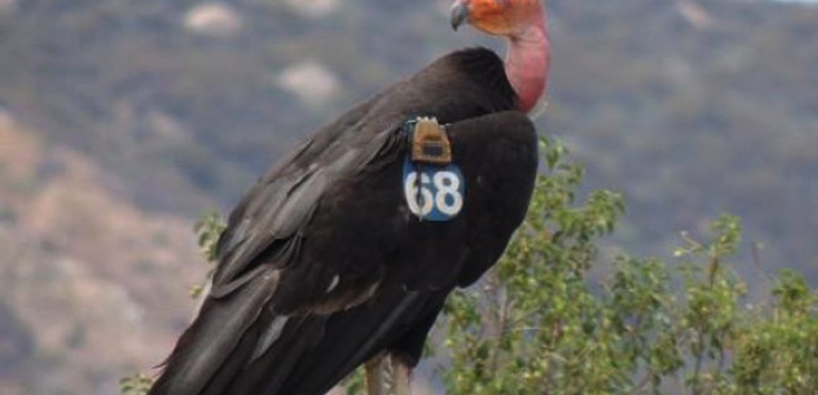 1 Trasladan dos crías de cóndor de California a San Pedro Mártir para repoblar especie en BC