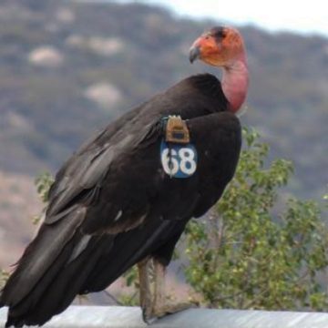 Trasladan dos crías de cóndor de California a San Pedro Mártir para repoblar especie en BC