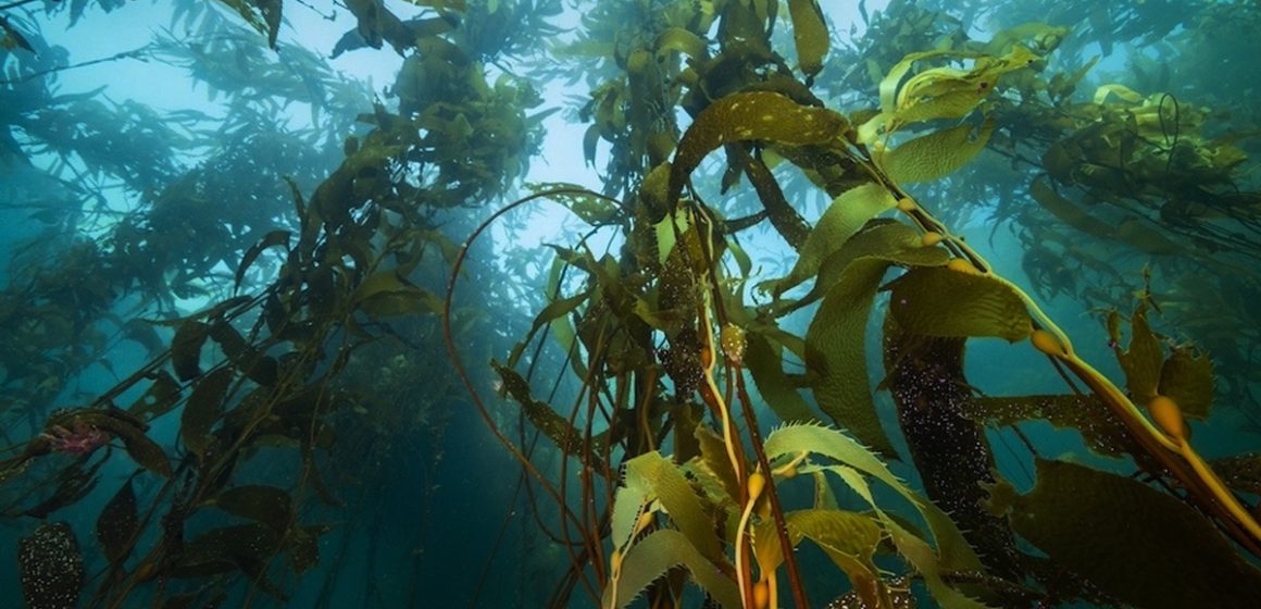 Impulsan restauración de bosques de macroalgas en Baja California