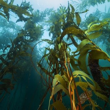 1 Impulsan restauración de bosques de macroalgas en Baja California
