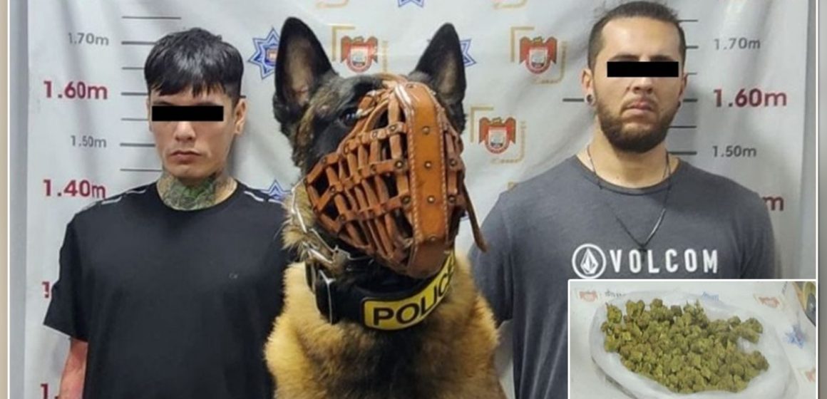 Detecta agente canino “Willie” droga en vehículo durante patrullajes preventivos en la colonia Lázaro Cárdenas