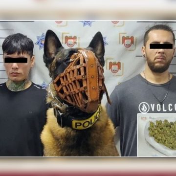 Detecta agente canino “Willie” droga en vehículo durante patrullajes preventivos en la colonia Lázaro Cárdenas