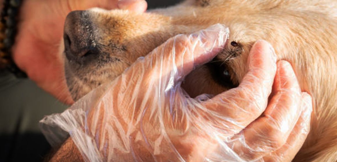 Por control sanitario de rickettsiosis en BC, Secretaría de Salud sacrificaría perros callejeros