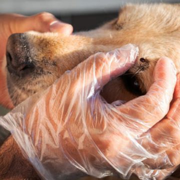 1 Por control sanitario de rickettsiosis en BC, Secretaría de Salud sacrificaría perros callejeros