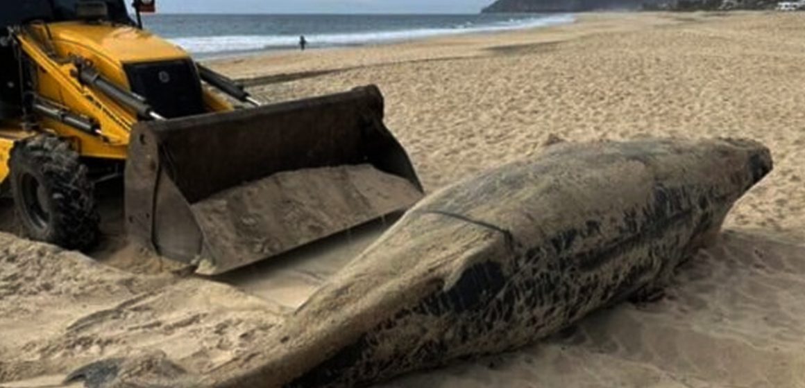 1 Preocupa a especialistas alta mortalidad de ballenas grises en Baja California en actual temporada reproductiva