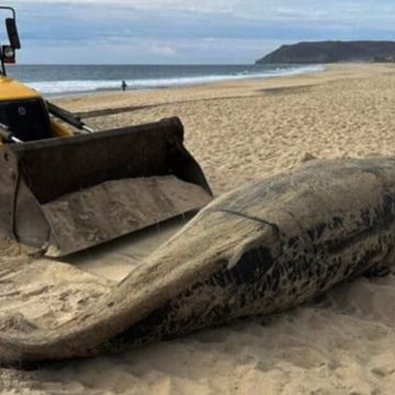 Preocupa a especialistas alta mortalidad de ballenas grises en Baja California en actual temporada reproductiva