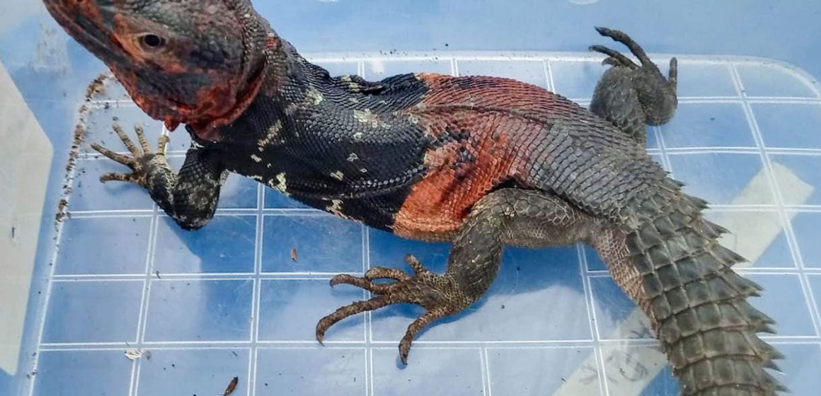 1 Aseguran autoridades 32 reptiles traficados en aeropuerto de Tijuana