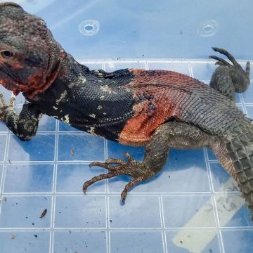 Aseguran autoridades 32 reptiles traficados en aeropuerto de Tijuana