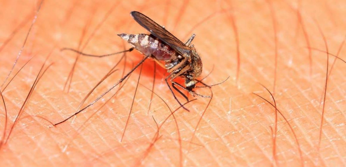 Pide Secretaría de Salud de BC reforzar medidas contra mosquitos tras lluvias recientes