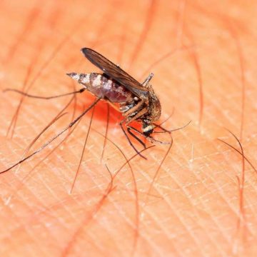 2 Pide Secretaría de Salud de BC reforzar medidas contra mosquitos tras lluvias recientes
