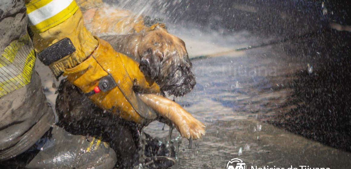 Un ladrido de auxilio que tocó el corazón de los tijuanenses  