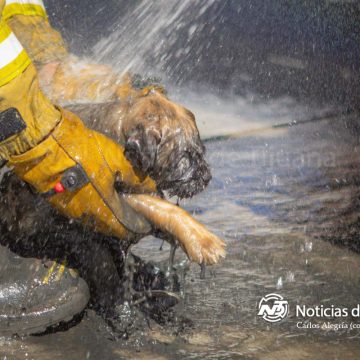 Un ladrido de auxilio que tocó el corazón de los tijuanenses  