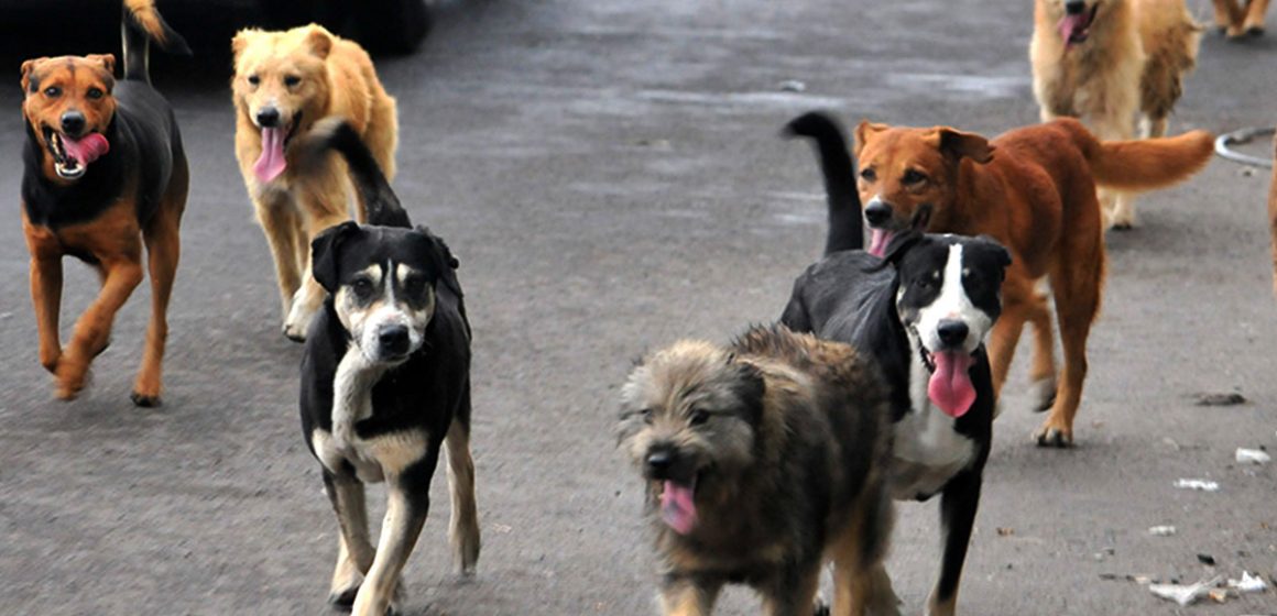 Autoridades refuerzan llamado a esterilizar mascotas ante sobrepoblación de perros callejeros en Tijuana