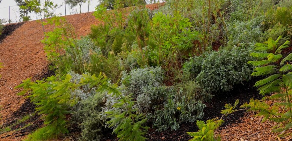 7 Impulsan proyecto para fortalecer taludes en Tijuana con vegetación de raíces profundas