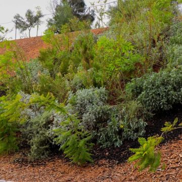 Impulsan proyecto para fortalecer taludes en Tijuana con vegetación de raíces profundas