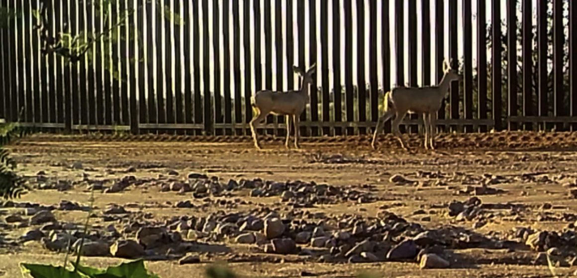 9 Construcción de nuevos tramos del muro podría causar extinción de especies nativas de la frontera