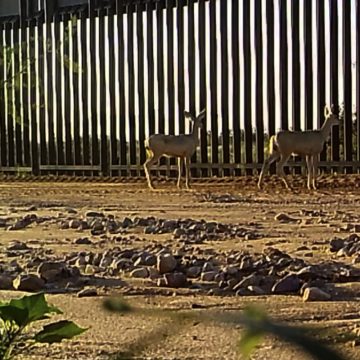 Construcción de nuevos tramos del muro podría causar extinción de especies nativas de la frontera