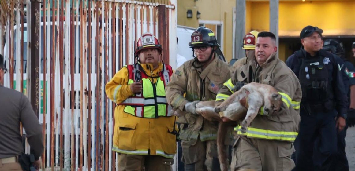 Un puma aparece en vivienda de Tecate y es asegurado