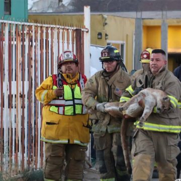 Un puma aparece en vivienda de Tecate y es asegurado