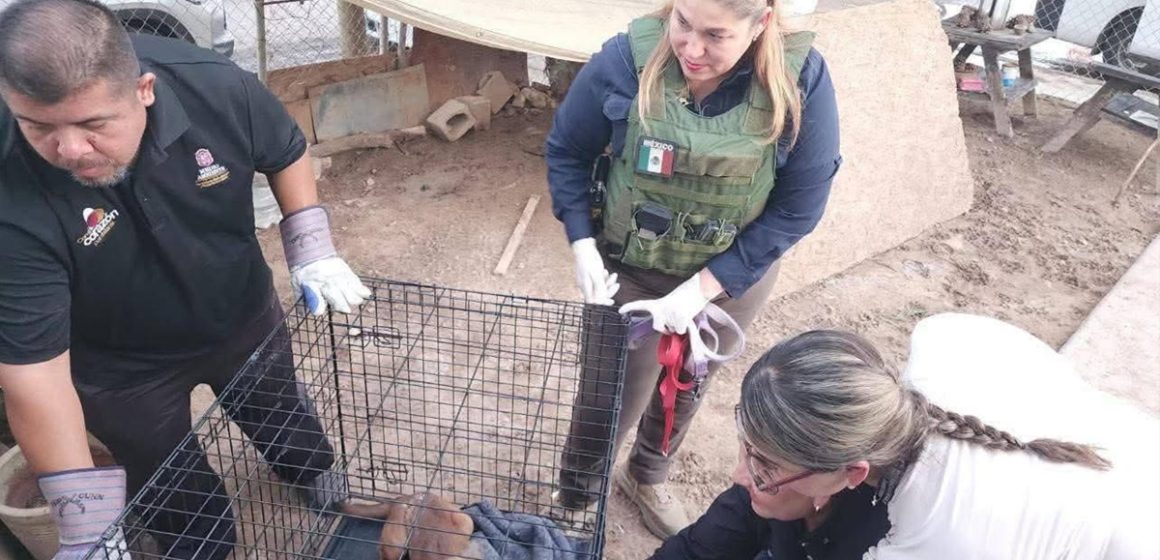 Rescatan a ocho perros víctimas de maltrato en Mexicali