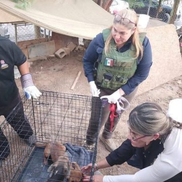 fds Rescatan a ocho perros víctimas de maltrato en Mexicali