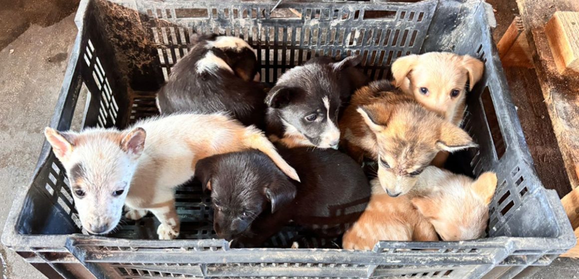 Bomberos de Tijuana rescatan a 10 cachorros abandonados en la vía pública
