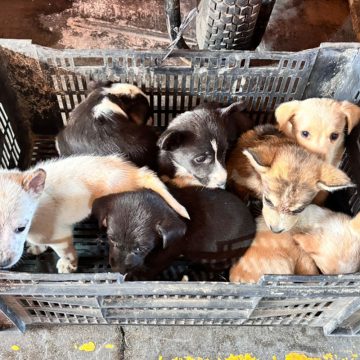 dfgdf Bomberos de Tijuana rescatan a 10 cachorros abandonados en la vía pública
