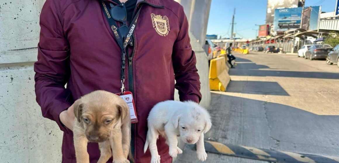 zxc Refuerzan operativos en Tijuana contra la venta ilegal de animales