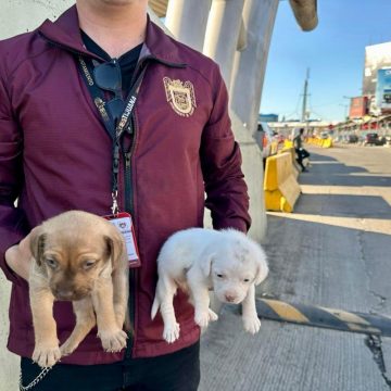 zxc Refuerzan operativos en Tijuana contra la venta ilegal de animales