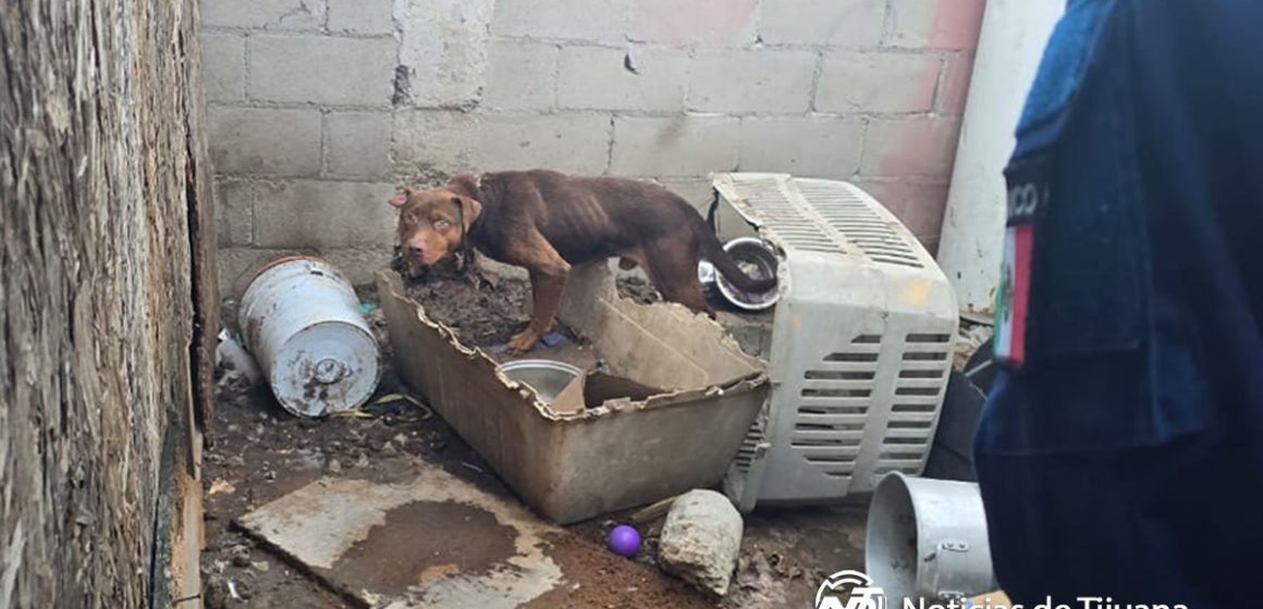 FGE rescata animales víctimas de maltrato en Tijuana