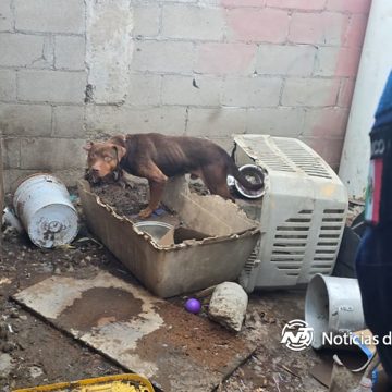 FGE rescata animales víctimas de maltrato en Tijuana