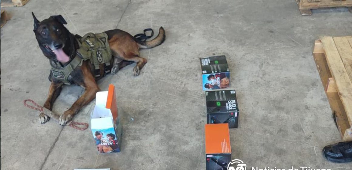 Canino descubre 80 “vapeadores” en empresa de paquetería 