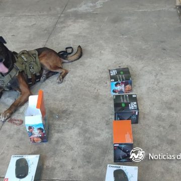 Canino descubre 80 “vapeadores” en empresa de paquetería 