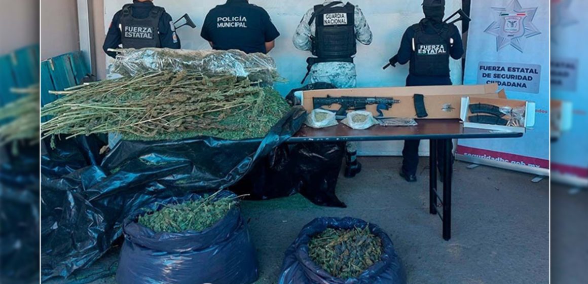xzc Asegura Fuerza Estatal más de 35 kilos de marihuana en zona rural de Tecate