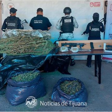 xzc Asegura Fuerza Estatal más de 35 kilos de marihuana en zona rural de Tecate