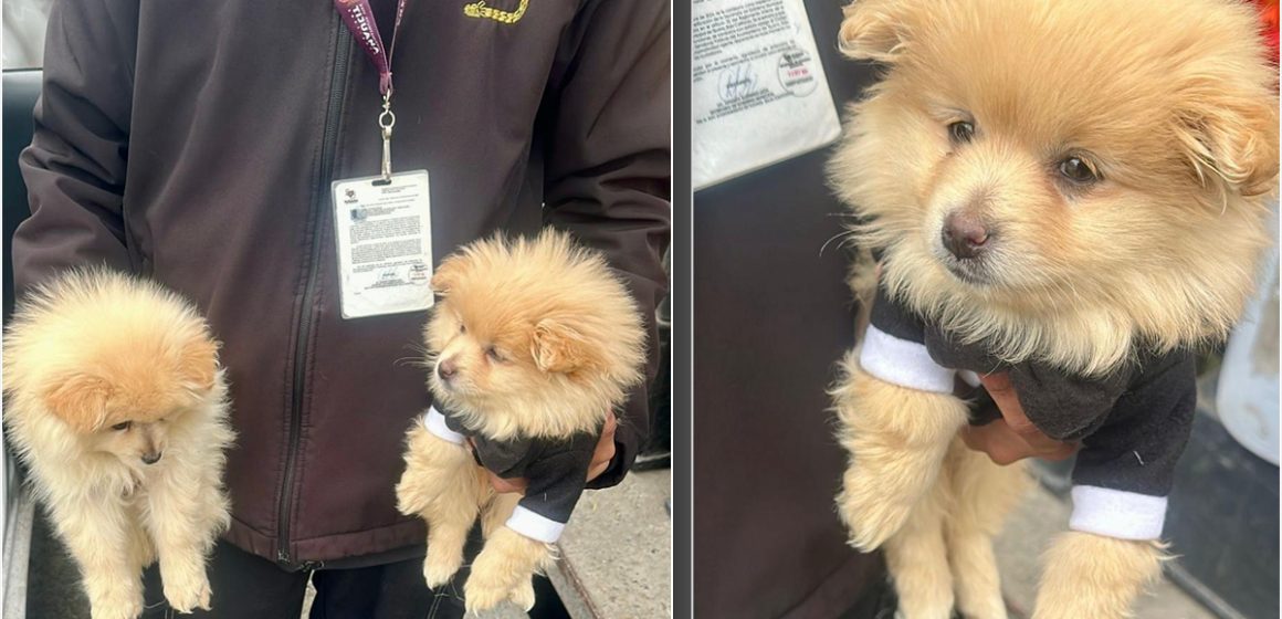 Rescata Gobierno Municipal de Tijuana a dos caninos en situación de riesgo en la delegación La Mesa