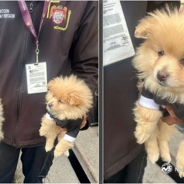 zcx Rescata Gobierno Municipal de Tijuana a dos caninos en situación de riesgo en la delegación La Mesa