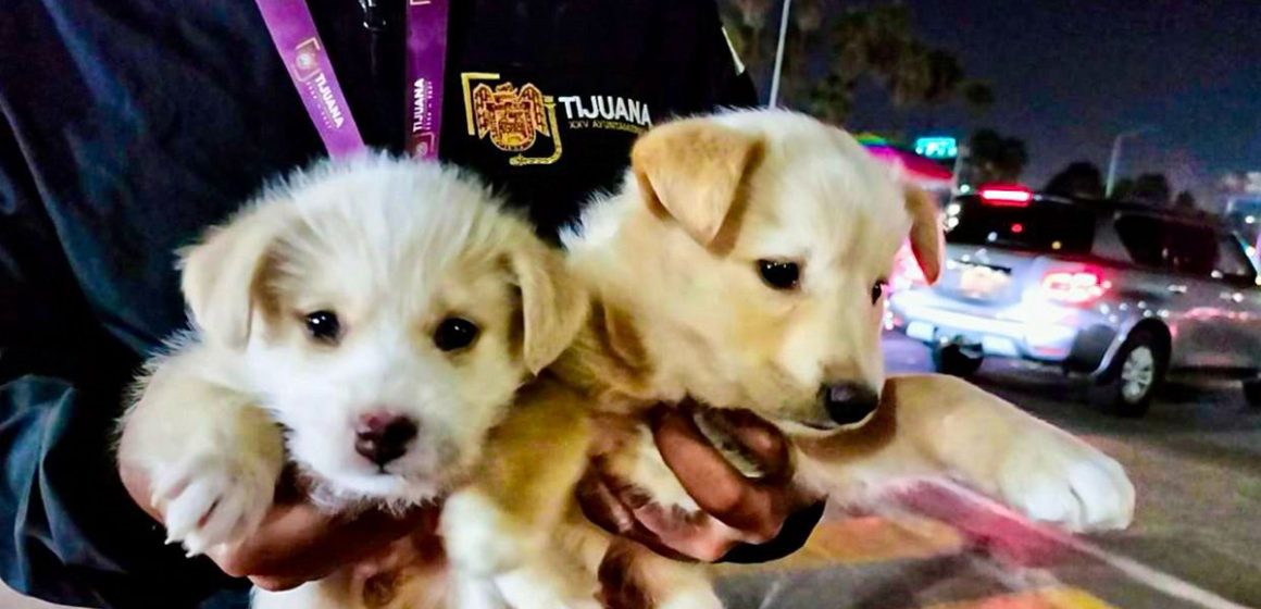 Rescatan a cuatro cachorros víctimas de venta ilegal en Tijuana