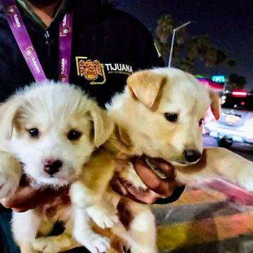 Rescatan a cuatro cachorros víctimas de venta ilegal en Tijuana
