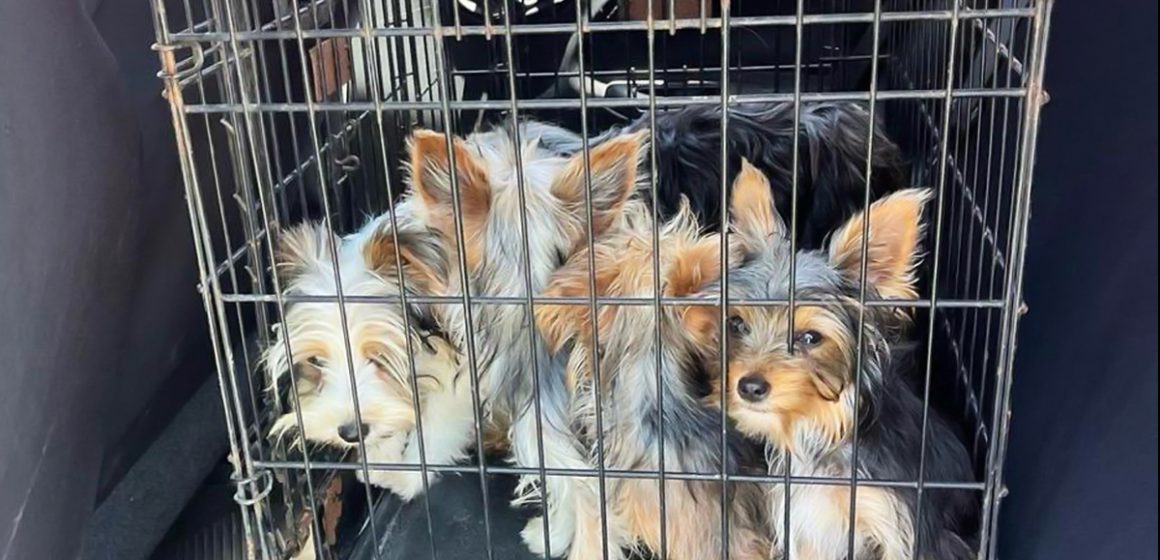 Impulsan reforma para fortalecer la protección y bienestar animal en BC