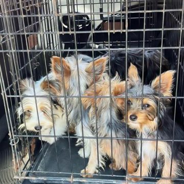 Impulsan reforma para fortalecer la protección y bienestar animal en BC