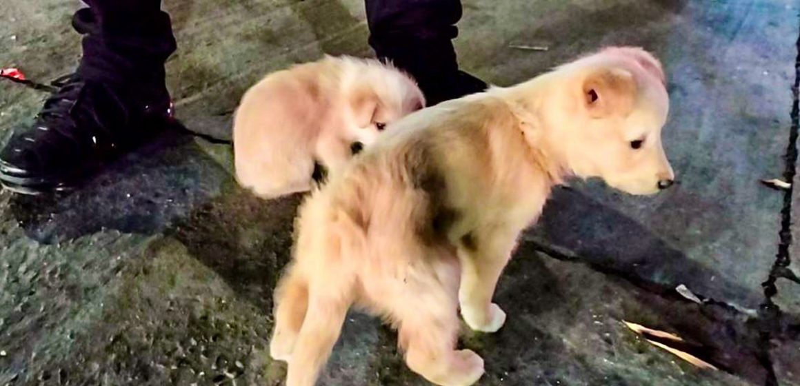 Rescata Gobierno Municipal de Tijuana a cuatro cachorros víctimas de venta ilegal